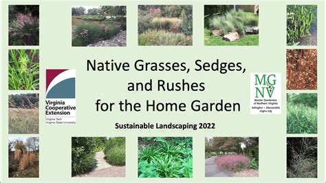 Native Grasses Sedges And Rushes For The Home Garden 2022 Youtube