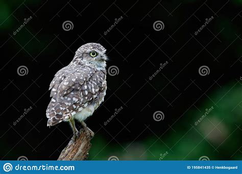 Burrowing Owl Sitting On A Branch Stock Image Image Of Burrow