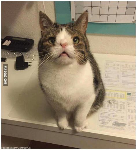 Meet Monty, the cat with down syndrome. - 9GAG