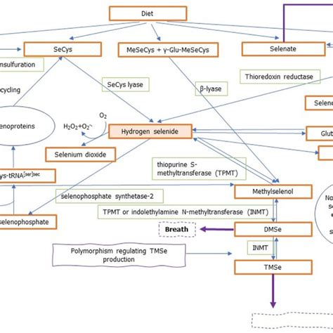 Schematic Representation Of Selenium Metabolism Based On Burk And