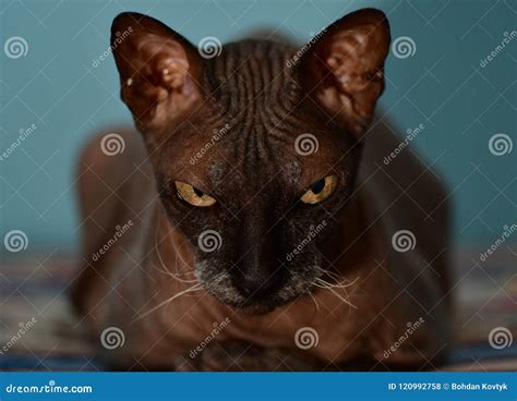 Sphynx black cat stock photo. Image of bald, pretty - 120992758