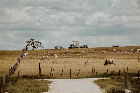 Mennonites In Belize — Mom On A Mission