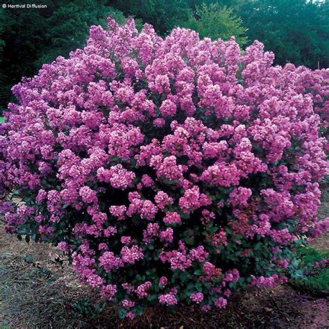 Lagerstroemia indica Enduring Lavender Lilas des Indes compact à