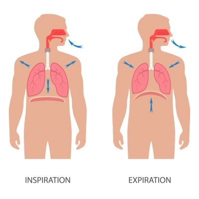 Inspiration Funktion Aufgabe Krankheiten Medlexi De