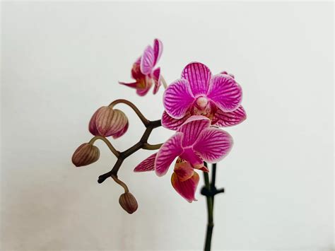 Simple All-Natural Homemade Orchid Fertilizer - The Coconut Mama