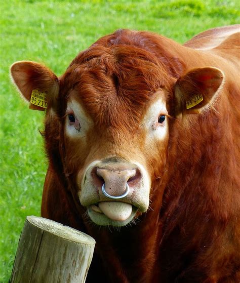 Hd Wallpaper Beef Bull Nose Nose Ring Agriculture Livestock