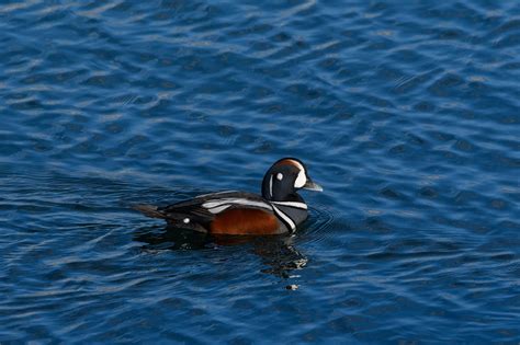 Long Tailed Duck Male - Free photo on Pixabay - Pixabay