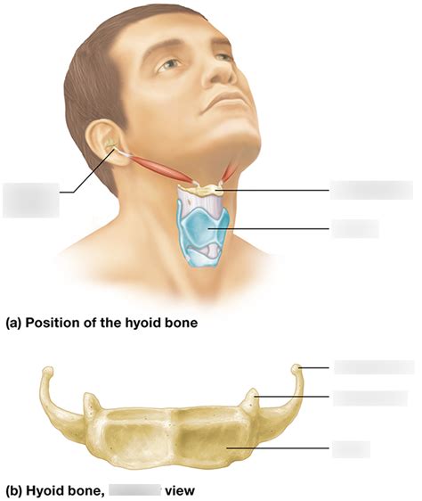 Hyoid Bone Diagram | Quizlet