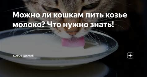 Можно ли кошкам пить козье молоко? Что нужно знать! — Teletype