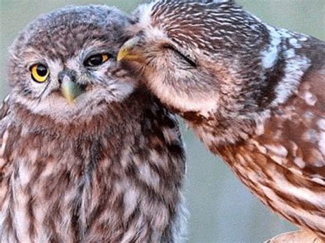 Pin De Rossella Tosetti En Cuccioli Di Gufo En Planos