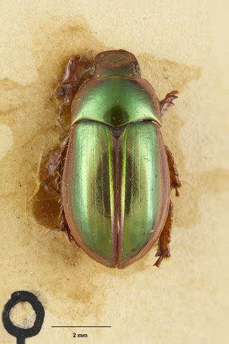 Pyronota Splendens Inaturalist Mexico