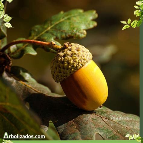 Este Tipo De árbol Recibe Varios Nombres Dependiendo De Los Expertos