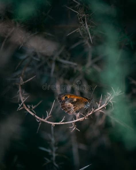 Fotografia Submersa De Uma Borboleta Marrom De Goleiro No Seu Habitat