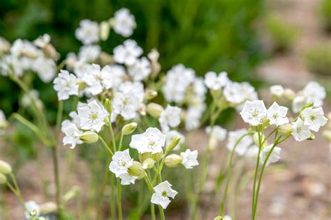 Silene Plant: Care and Growing Guide