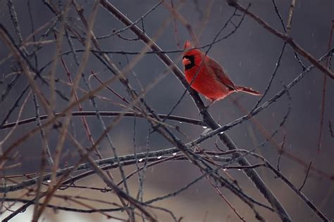 Bird Cardinal Winter - Free photo on Pixabay