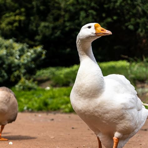 Ganso Dom Stico Africano Razas De Gansos Dom Sticos Del Rin De Gansos