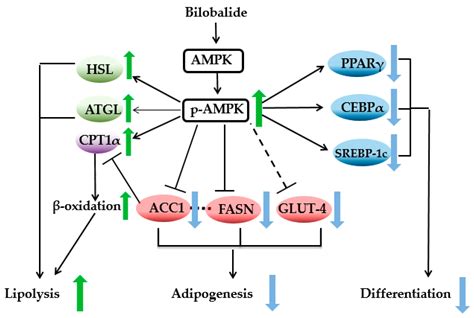 Molecules Free Full Text Bilobalide Suppresses Adipogenesis In T