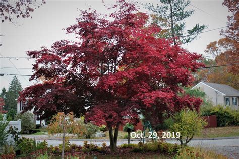 Red Japanese Maple Tree Seeds 50 Ct - Etsy