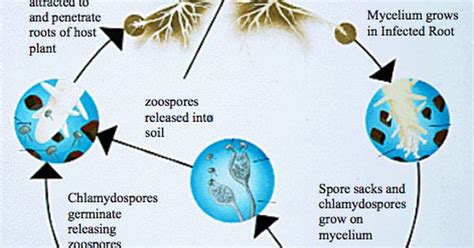 Life Cycle Of Phytophthora Cinnamomi The Cause Of Avocado Dieback Disease Note That Mycelium