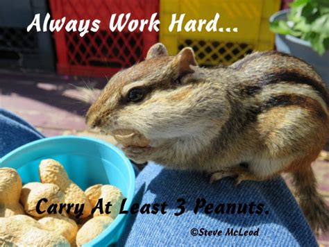 Chipmunk Quotes #19. – Steve`s Country