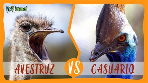 Diferencias Entre Avestruz Y Casuario