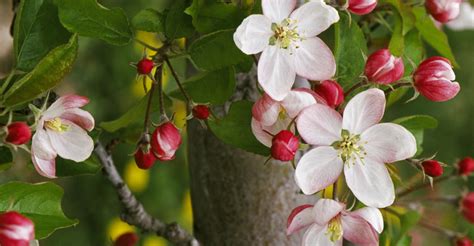 apple-blossom - Michigan Pictures - Michigan - HISTORY.com