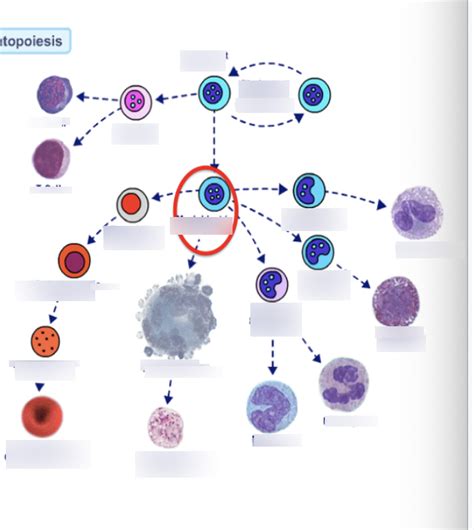 Hematology Pics Hematopoiesis Diagram Quizlet