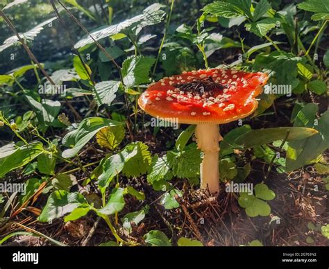 Red Mushroom Toadstool In The Forest Amanita Muscaria Red Fly Agaric