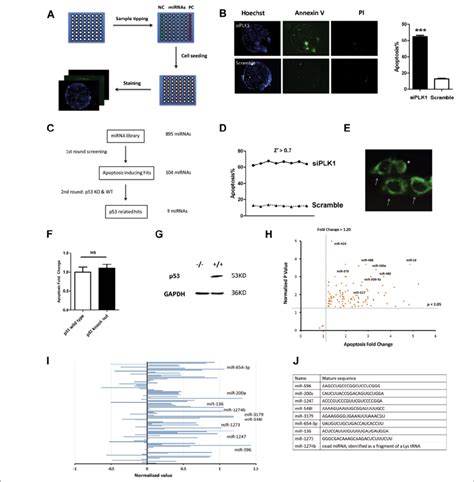 Two Round Screening Of Apoptosis A Procedure Of The Chip Based