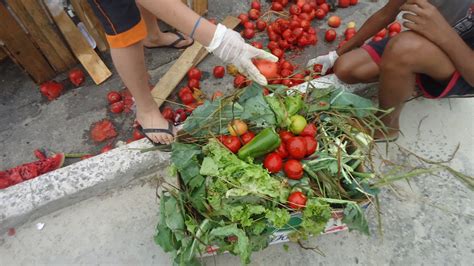 Futuros Nova Geração Coleta de Frutos Em Decomposição 26 04