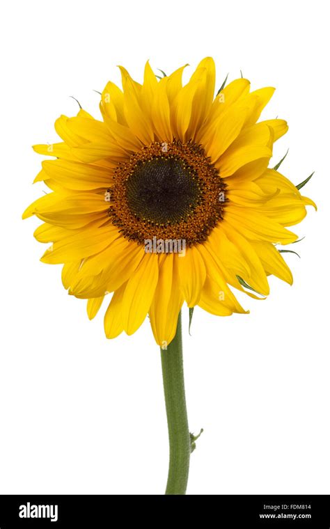 Single fresh sunflower on white background Stock Photo - Alamy