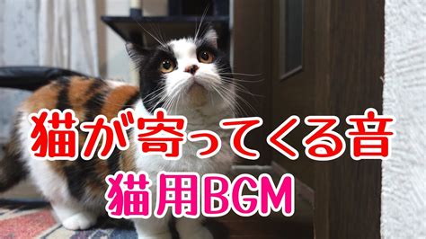 【猫用bgm】猫が寄ってくる音 Asmr ほのの鳴き声集 Youtube