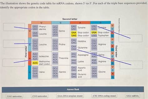 The Illustration Shows The Genetic Code Table For