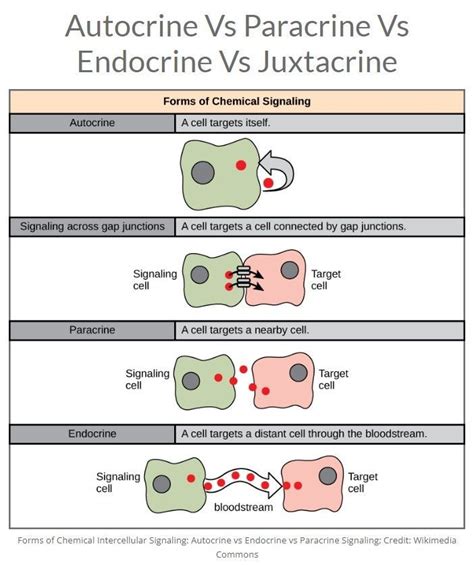 Biology Cell Signaling Autocrine Vs Paracrine Vs Endocrine