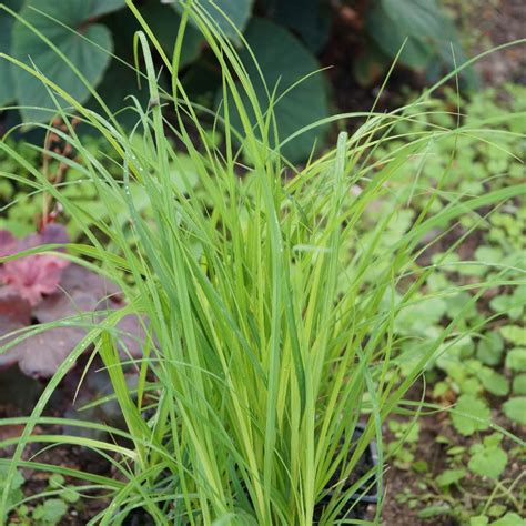 Carex - Plantes à feuillages colorés idéales pour le jardin