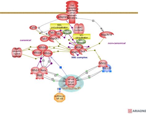 Nuclear Factor Kappa B Signaling Pathwayrat Genome Database