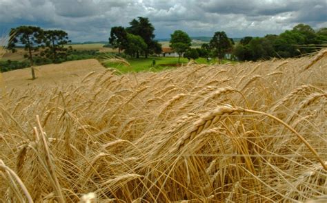 Desest Mulo Deve Reduzir Rea Plantada Trigo No Rio Grande Do Sul