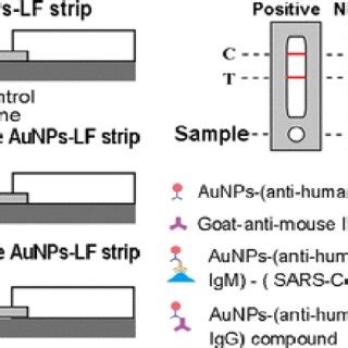 Colloidal Gold Nanoparticle Based Lateral Flow Assay For The Rapid