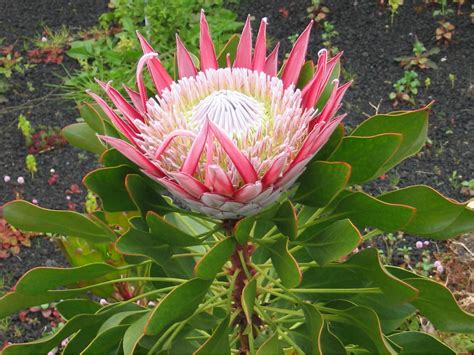 Protea Cynaroides King Protea World Of Flowering Plants