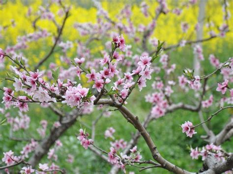 现实版的“十里桃花”，中国水蜜桃之乡看桃花