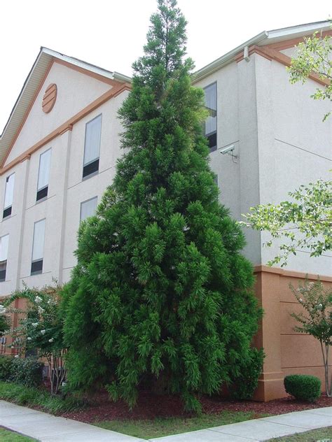 Cryptomeria Radicans Trees Live Plants Leyland Cypress Trees Fast Growing Evergreens