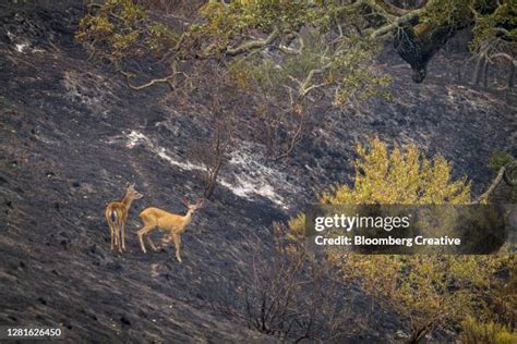 8,538 Forest Fire Animals Stock Photos, High-Res Pictures, and Images ...