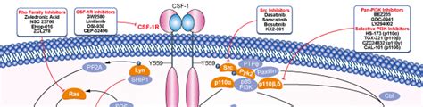 Csf 1r Inhibition Csf 1r Inhibitor Review