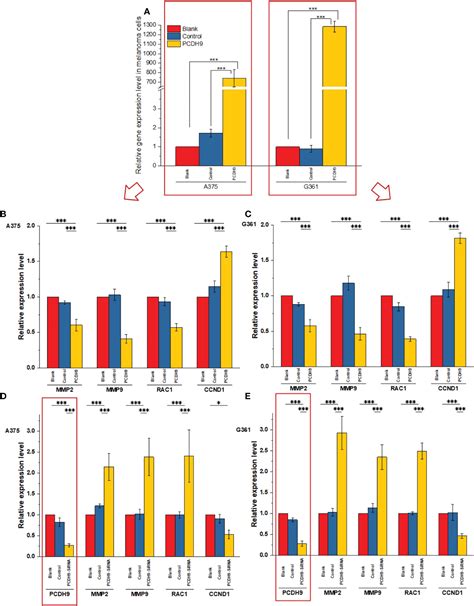 Frontiers PCDH9 Suppresses Melanoma Proliferation And Cell Migration