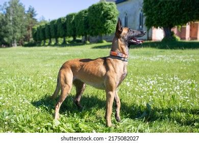 Belgian Malinois Shepherd Dog Malinua Training Stock Photo 2175082027 | Shutterstock