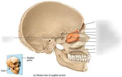 Ethmoid Bone 1 Diagram Quizlet