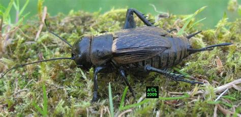 Le Grillon Champ Tre Gryllus Campestris Biologie Et D Veloppement