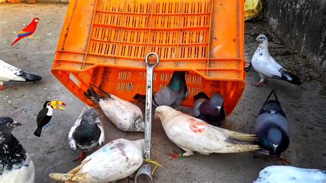 Pigeon Trap How To Trap Best Bird Trap Catch Pigeons Viral Youtube