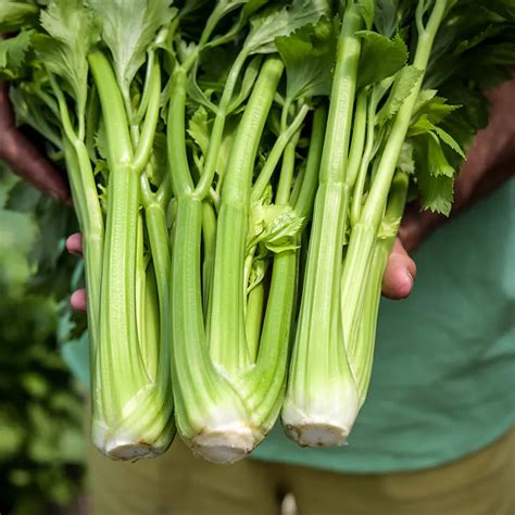 Delne Celery Seeds Baker Creek Heirloom Seeds