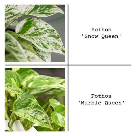 Snow Queen Pothos Epipremnum Aureum Agrohort Ipb Ac Id